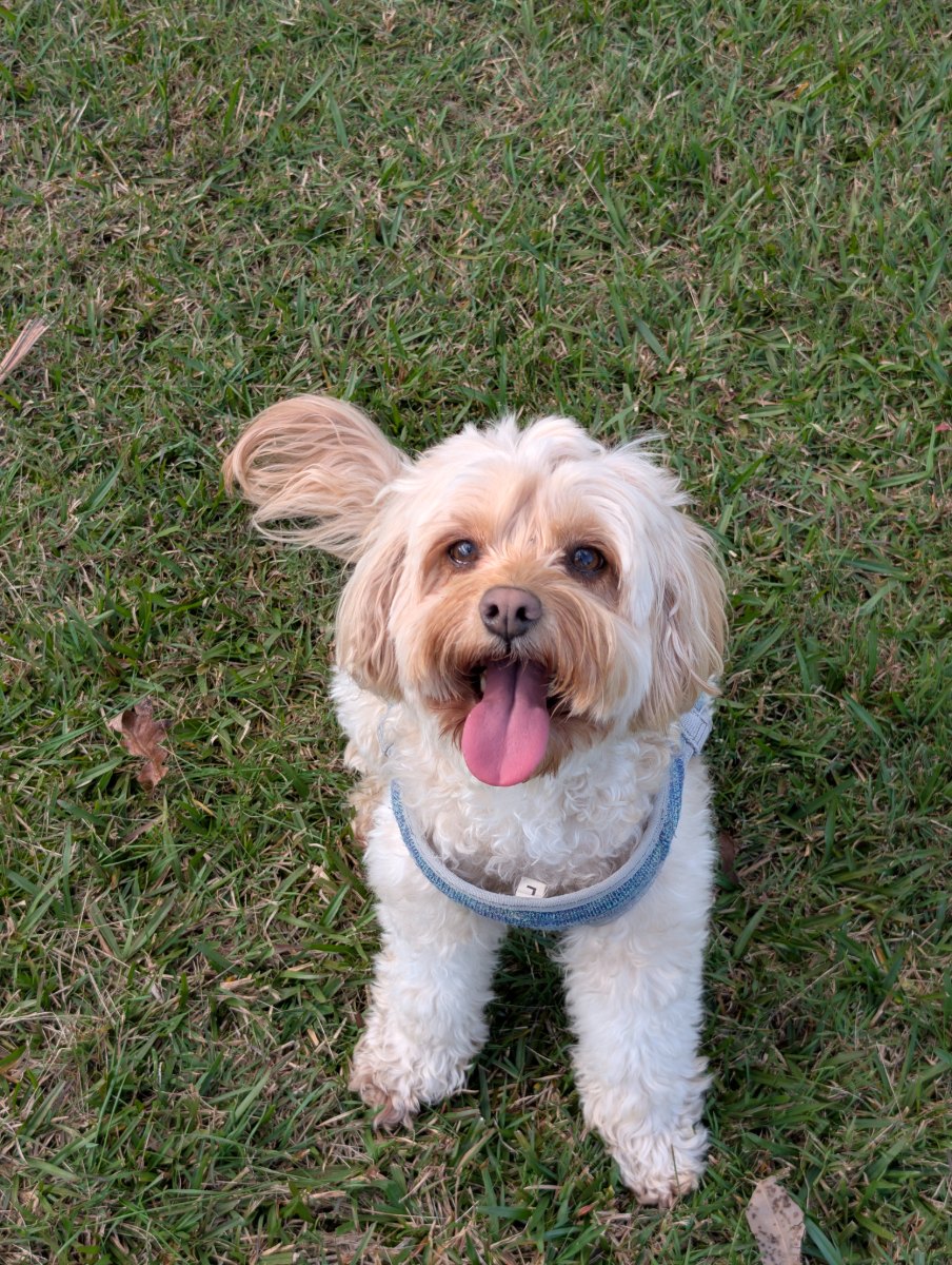 Lylah, a cream cavoodle, sitting on grass and looking up, tongue out