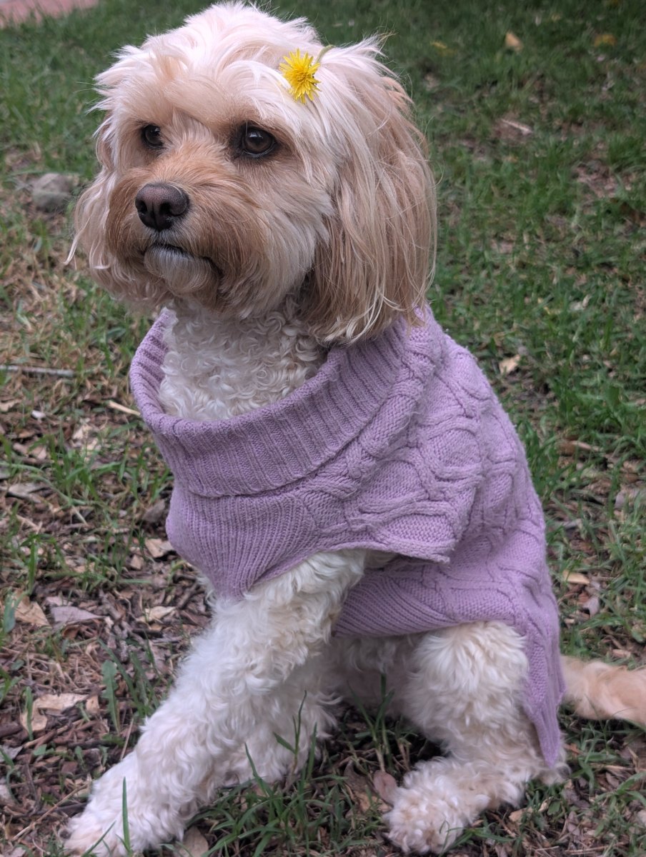Lylah sitting on grass in a lilac knitted jumper, a yellow flower tucked behind one ear