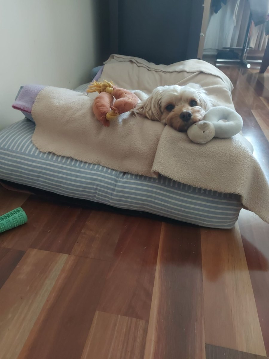 Lylah lying on a striped dog bed under a blanket, between two soft toys