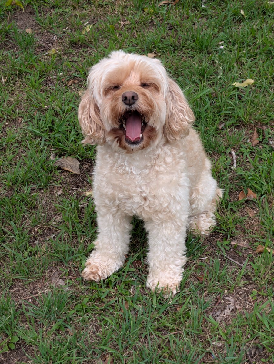 Lylah sitting on grass, mid-yawn