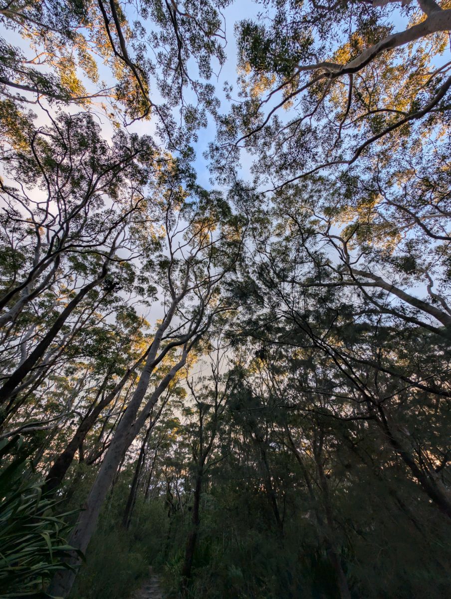 Looking up through tall gum trees to the sky at dusk