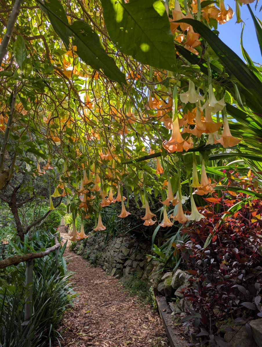 Garden path under a canopy of hanging orange trumpet flowers